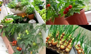Evde Sebze Yetiştirmenin Keyifli Dünyası