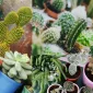 Cactus Flower Care: Colorful and Hardy Natural Ornaments