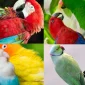Papağan Kuş Bakımının Temel İhtiyaçları ve Önemi